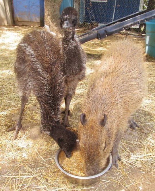 screambirdscreaming:  cantavier:  gaylor-moon:  lizardsister:  33v0:  33v0:  what is it about capybaras that attracts groups of small animals to them? Its not just mammals either its like birds and turtles and frogs too   look at this shit They radiate