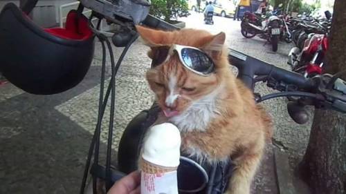 annapblack:  GUYS,  There’s a cat in a town nearby where I live in Brazil that likes to go on motorcycle rides with his owner.  He wears motorcycle goggles and everything. LOOK AT THIS LITTLE COOL DUDE:  The chillest dude you’ll ever see. 