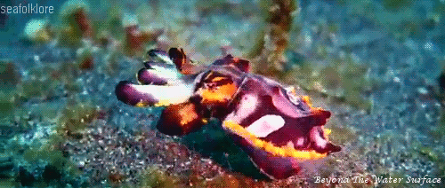 Flamboyant Cuttlefish By  Beyond The Water Surface 