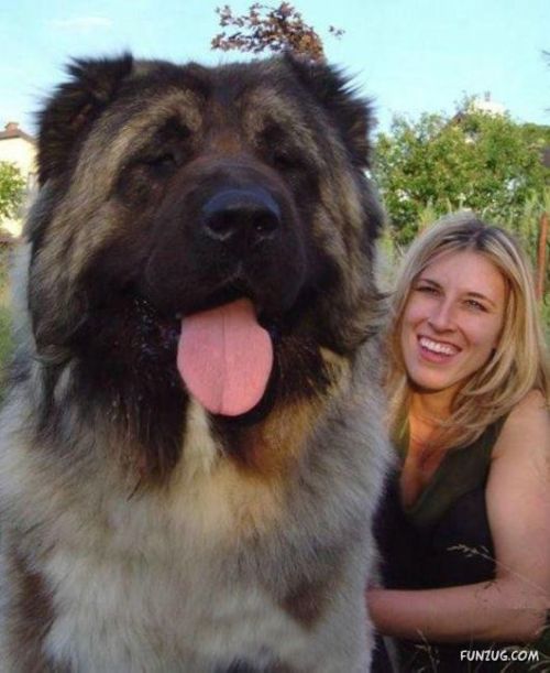 general-pepper: lordlingenglish: doduos: HAVE YOU EVER DECIDED TO GOOGLE “GIANT DOGS”???