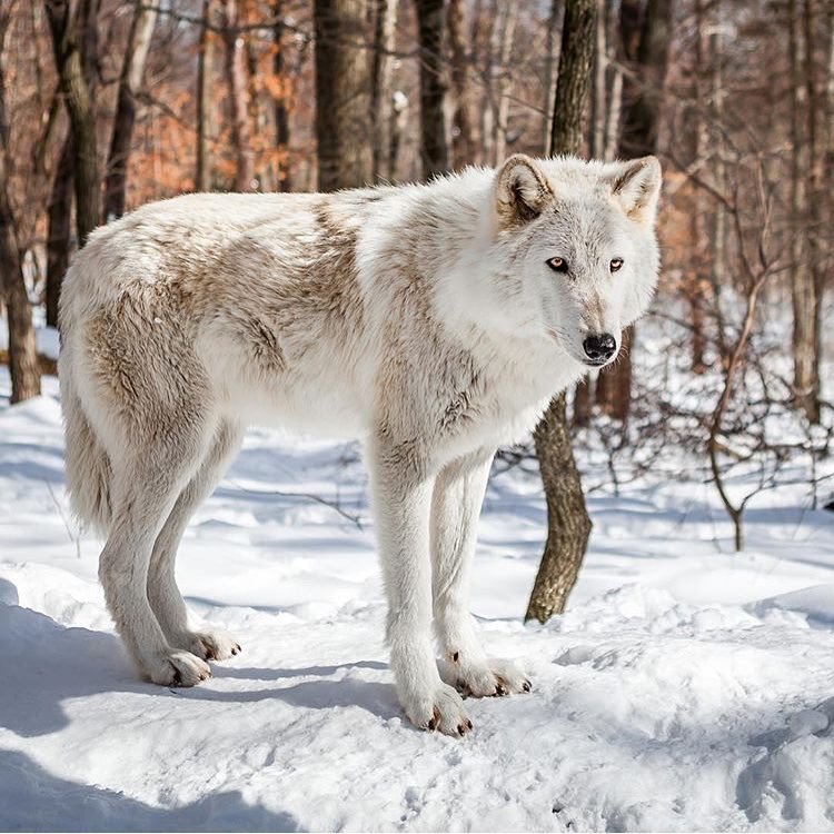 worldofwolvesofficial:  By @rob.roselli #shoutout #wolfrescue 