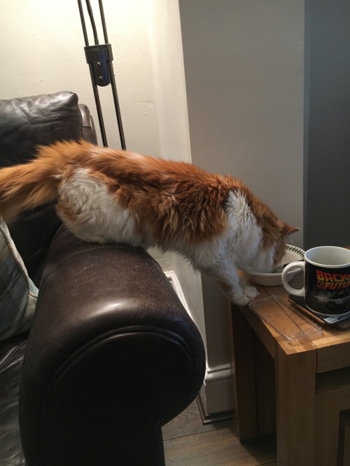 My 17 year old silly baby (That’s soya milk in that cereal bowl, he’s just sniffing it)(