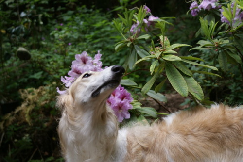 gentleherald:running-dog:Phoenix, 10 months.@autistic-harry-hotspur