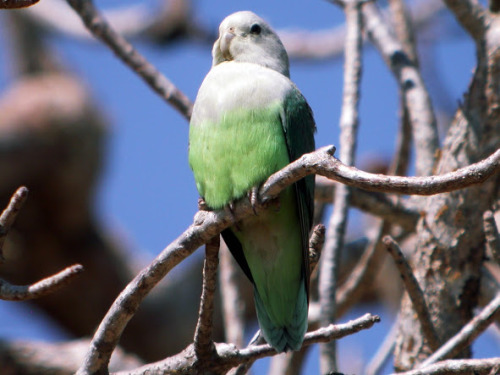 wish-ful-thinking513: ace-aro-pirates: ATTENTION: Aromantic mascot? The Grey-Headed Lovebird is the 