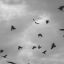 corvidae-collective