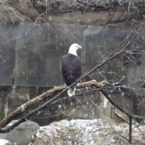 Our national symbol showing out on a gross snowy Sunday. #cincinnatizoo #eagle #snow www.ins
