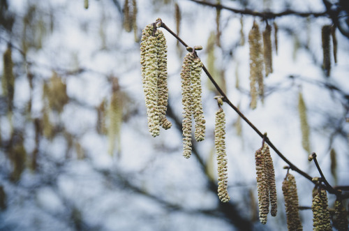 Hazel Catkin