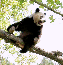 littleanimalgifs:  HAHAHAHAHAHA   Just chilllinnnnn
