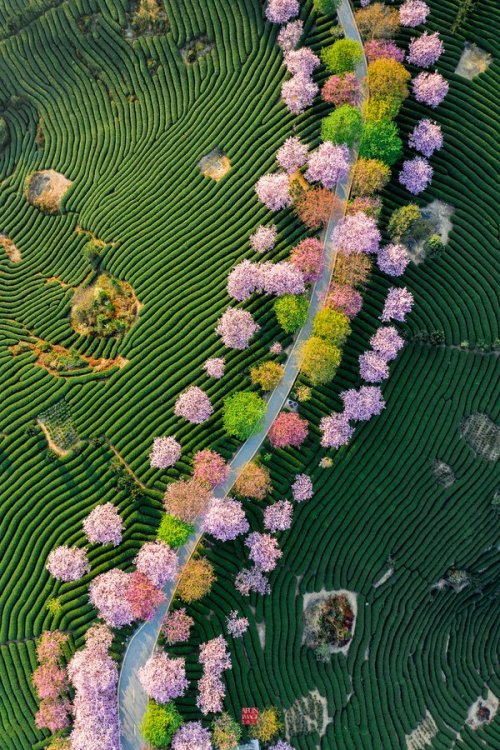 thekimonogallery: Cherry blossoms and tea plantations, Japan . Photography by afun Agata