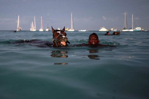 A handler swims with a horse from the Garrison Savannah in the Caribbean Sea near Bridgetown, Barbad