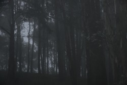 morganlinforth:  Foggy forest walks by Morgan Linforth