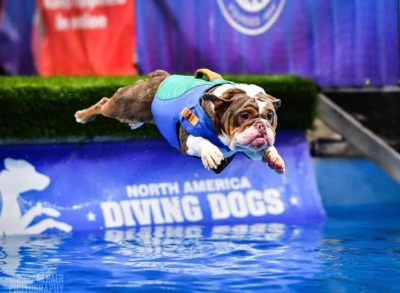 surprisedentistry:someone took pictures of a bulldog doing dog sports and i can’t
