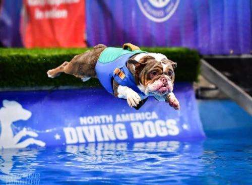 surprisedentistry:someone took pictures of a bulldog doing dog sports and i can’t