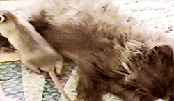 adablaine-archive-deactivated20:  mouse cuddles up with kitten [x] 