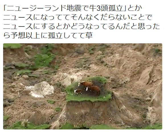highlandvalley:  ほ子宮いちごさんのツイート: “｢ニュージーランド地震で牛3頭孤立｣とかニュースになっててそんなくだらないことでニュースにするとかどうなってるんだと思ったら予想以上に孤立してて草