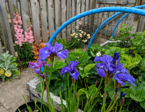 Spring flowers at the allotmentSince I’ve been behind, so, so behind with sharing photos of my