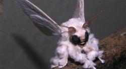 Sixpenceee:spawnofsweeneytodd: Sixpenceee:  This Is What A Venezuelan Poodle Moth