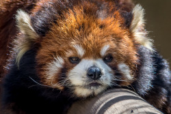 gothiccharmschool:  philipjwhy:  sdzoo: Relaxing red panda style | photos by Helene Hoffman @corintheus  OMG red panda blep! 