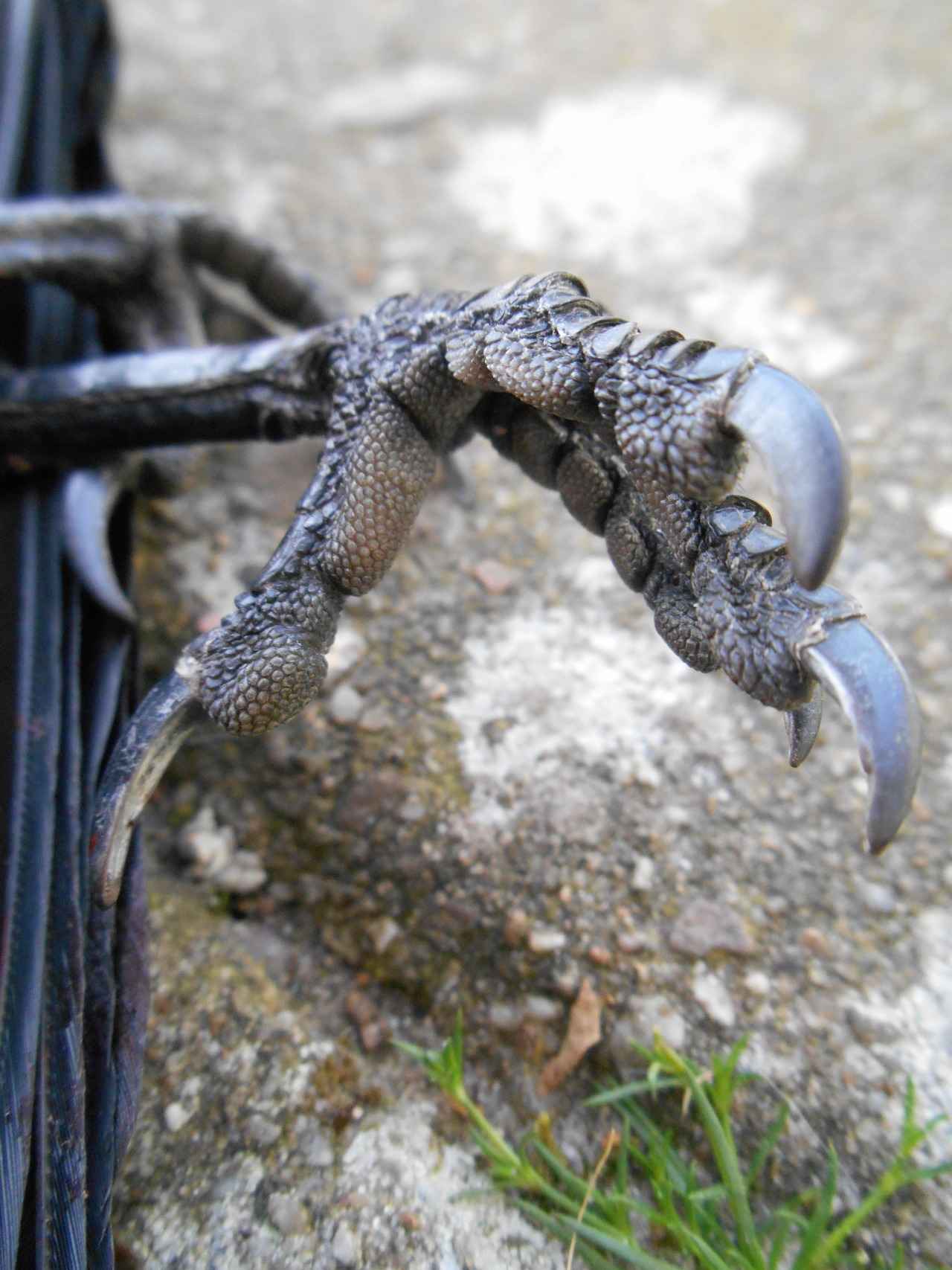 artofmaquenda:  There were some people interested in more views of the jackdaw legs,