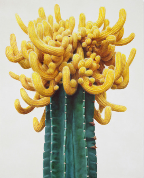 asylum-art-2:  Touchbby Kwangho LeeTouch is a series of hyperreal paintings by Korean artist Kwangho Lee.  the odd thing about cacti is that you actually DO want to touch them,  in all their weird, rubbery, spiky, fluffy glory. you know you  shouldn’t,