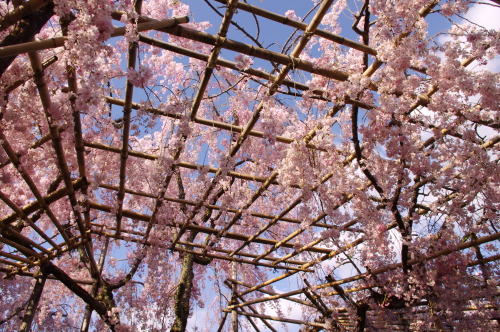 平安神宮（Heian-jingu shrine : Kyoto) 枝垂れ桜と空の色。 平安神宮は紅枝垂れが多いことで有名。 竹で組まれた棚にも風情があります。