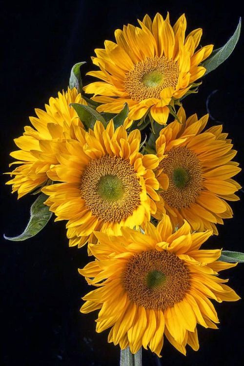 flowersgardenlove:Solar Flare Sunflowe Beautiful gorgeous pretty flowers