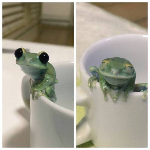 frogs:she’s thinking about love