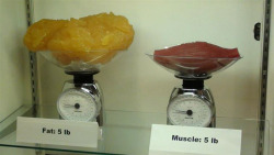 sixpenceee:  Five pounds of fat compared to five pounds of muscle. 