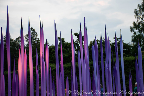 I went to the Biltmore last night to take photos of the Chihuly glasswork they have on display in th