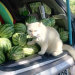 recklesslyinfatuated:awesome-picz:Angry-Looking Cat Supervises Watermelons In Thailand