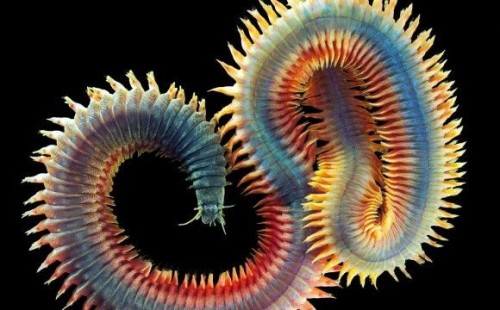 Eunice Aphroditois Is A Benthic Bristle Worm Of Warm Marine Waters. It Lives Mainly In The Atlantic Ocean,