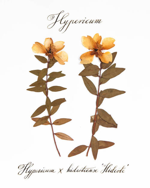 Botanical print ArtSPECIMEN 1: Hydrangea quercifoliaSPECIMEN 2: Hydrangea &lsquo;Anabelle&