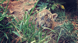 sdzsafaripark:  Silly Suka  