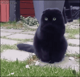 videosdegatos:  Bola de pelo 