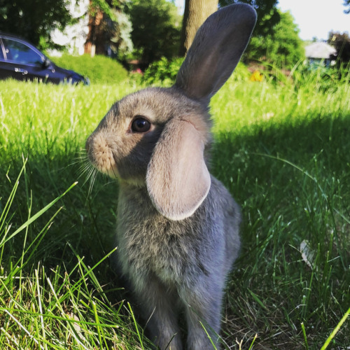 Everyone, I am pleased to announce the newest member of my family, CinnaBun! He’s only 7 weeks old, 