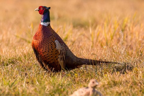 Pheasant Appreciation ➾ Silver Pheasant ➾ Reeves Pheasant ➾ Mikado Pheasant ➾ Common Pheasant ➾ Lady