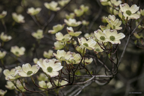 Flowering Dogwood (Cornus florida) is blooming throughout the forest. Dedicated to Angie @novice-at-