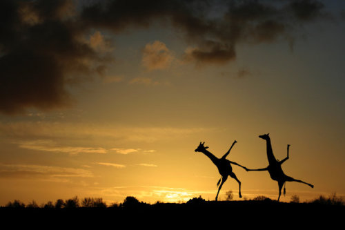funnywildlife:funnywildlife:Happy Dancing Giraffes at Sunsetby Matt West Photography