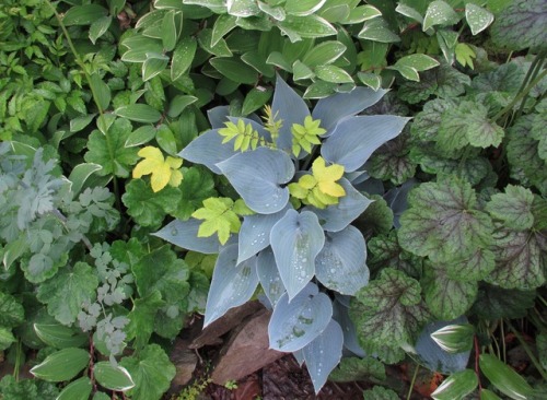 There was a time when I thought I didn’t like hostas.