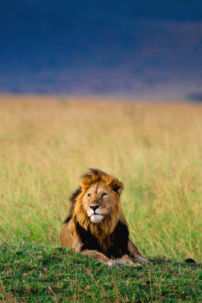 earthdaily:  REST by Denzil Mackrory   The king.