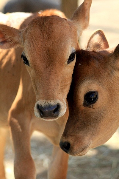 magicalnaturetour:  Calf Cuteness Attack by Marji Beach  