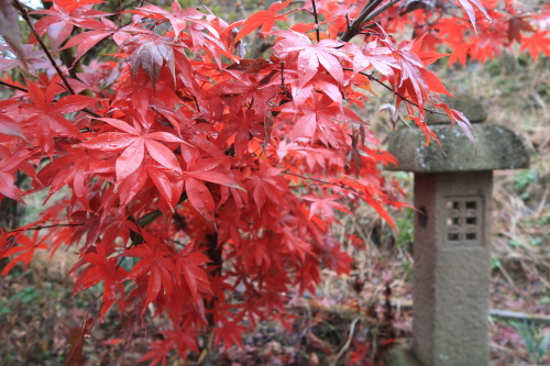 japan-minka: Red MomijiOne of the great delights of winter, the red momiji in the minka garden.