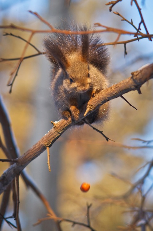 Fucking Squirrels!