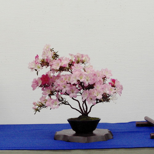 さつき盆栽花季展 / Satsuki azalea adult photos