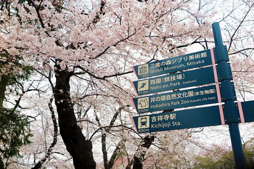 tokyogems:cherry blossom viewing at inokashira park! 井の頭公園で花見。 video 