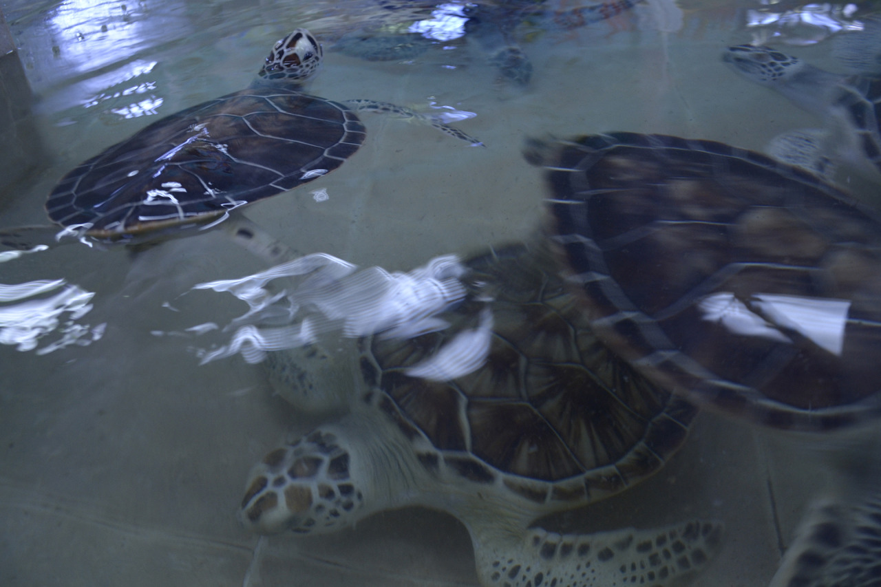 xibalbapiixan:  Tortugranja y acuario en Isla Mujeres.Quintana Roo, México.13 de