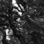 artemesia101