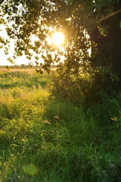 walking-geema:…under the cottonwoods