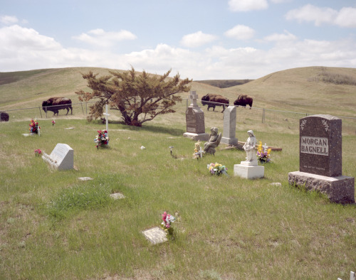 iancbates:Buffalo by the cemetery, East Oliver, North Dakota, May 2014. From the series: Meadowlark 