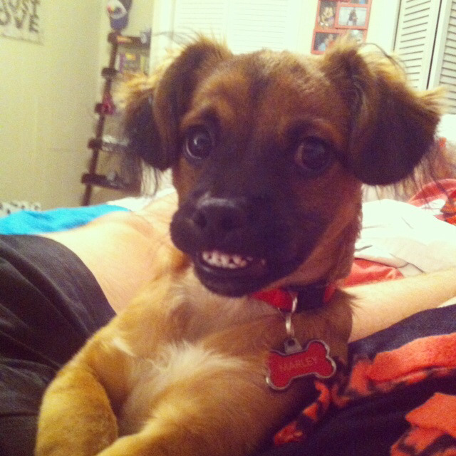 awwww-cute:  Extremely photogenic dog (Source: http://ift.tt/1glVoAf)